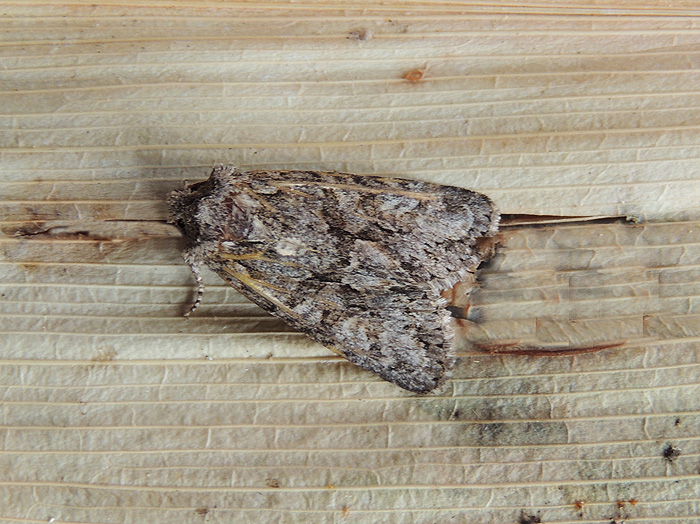 Noctuidae: Acronicta rumicis?   No, cfr.  Dryobotes eremita